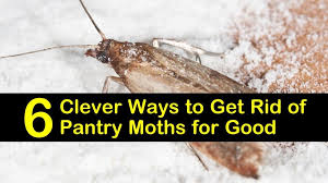 Focus especially on any cabinet or drawer that has held food. 6 Clever Ways To Get Rid Of Pantry Moths For Good