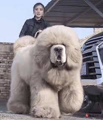 Majestic Tibetan Mastiff Huge In 2020 Big Dog Breeds Tibetan Mastiff Dog Dog Breeds