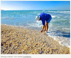 sanibel island 1 among the top 10 best shelling beaches in