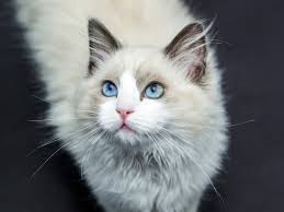 Ragdoll cats are beautiful animals who make great companions. 11 Cute Pictures Of Ragdoll Cats