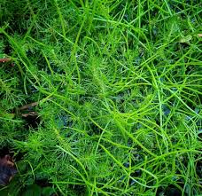 Image result for Hemarthria natans