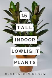 Perfect Gardening Planted Well Home Decor Herbs 15 Tall Indoor Low Light Plants Plants Low Light Plants Tall Indoor Plants