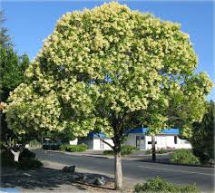 Image result for Ligustrum lucidum