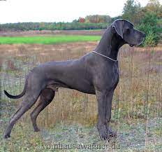 Stop on by, your new furever friend may be just a click away! Dog Breeds G Great Dane Page 30 Great Dane Dogs Great Dane Dog Breeds