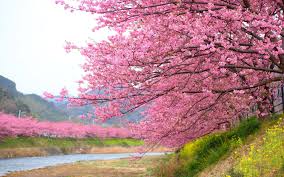 37+ japanese cherry blossom wallpaper 1920x1080 on. Pink Flowers Blooming Cherry Tree In Kawazu Japan Wallpaper Hd For Desktop 3840x2400 Wallpapers13 Com