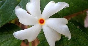 Nyctanthes Arbor Tristis Fragrant Jasmine Rare Tropic Https Www Amazon Com Dp B00tjkxusq Ref Cm Sw R Pi Dp Flower Seeds Rare Flowers Tropical Flowers