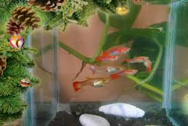 Karena hal itulah ikan komet ini dapat dipelihara pada semua tempat dengan syarat tempat tersebut bersih dan juga sehat. Informasi Belajar Anak Interaktif Aneka Jenis Ikan Hias Air Tawar