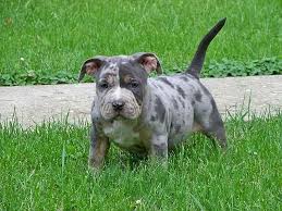 Most pit bull parents can tell you that these pups are so full of love, and with the right training, they're capable of just about anything. Merle Pit Bulls Color Characteristics And Controversy