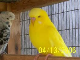Birds For Sale In Ohio English Budgies Budgies Elyria Lorain