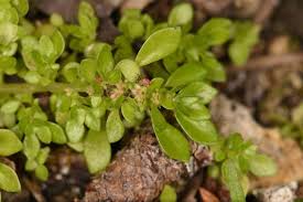 Image result for Pilea microphylla