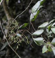 Image result for Allophylus ferrugineus