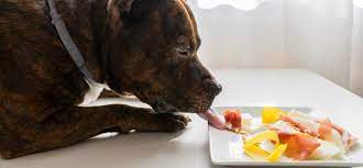 Buy on amazon buy on chewy buy on walmart. The Best Pit Bull Diet How To Properly Feed Them Dogexpress