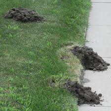 See full list on thespruce.com Insect Control Ground Burrowing Mammals