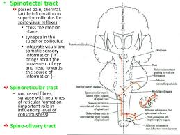 Ascending And Descending Tracts Of Spinal Cord