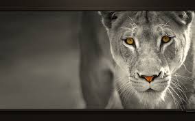 Fonds D Ecran Lions Wallpapers En Noir Et Blanc Hd Pour Pc Fond Ecran Noir Et Blanc Lion Noir