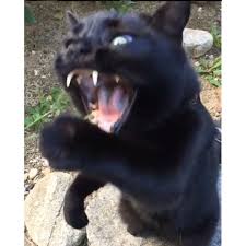 Kedi Sandi Dunyanin En Tatli Vampiri Cikti Yasam Guncel Haberler