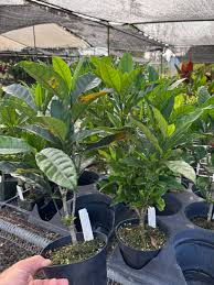 Image result for Tabernaemontana pachysiphon