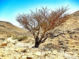 Photos Making Perfume And Harvesting Frankincense In Oman Oman Salalah Best Places To Travel