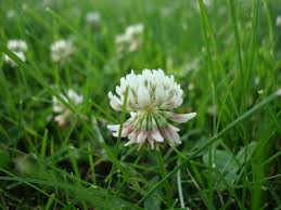 Image result for Trifolium wentzelianum