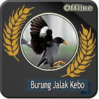 Allah islamic, allah calligraphy wallpaper, religious, indoors. Suara Burung Jalak Kebo Gacor Mp3 Offline Apk 1 0 Download Apk Latest Version