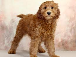 2 year genetic health guarantee. F1b Mini Goldendoodle Dog Female Red 2856080 Petland Pickerington