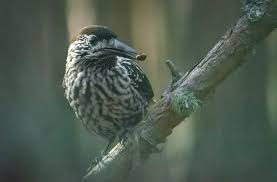 Image result for Gerardiina