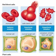 When we put animal cells into pure, fresh water #(h_2o)#, water enters the cells as a result of osmosis, and making the cell expand. Exchange Through Membranes Cell Structure And Function Cornerstones Chemistry Cells And Metabolism Concepts In Biology