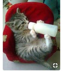 Bebek Gibi Biberonundan Sut Mu Icermis Yavru Kediler Sevimli Kediler Sevimli Kedi Yavrulari