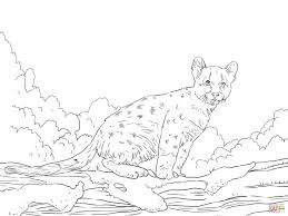 Cougar coloring pages will appeal to children who are fond of animal themes. Pin On Sunday School Ideas