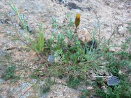 Image result for Leysera