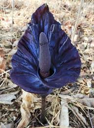 Image result for Adenia mossambicensis