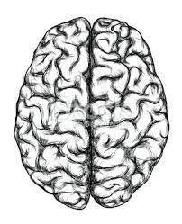 Human Brain Top View Brain Art Drawing Brain Art Brain Illustration
