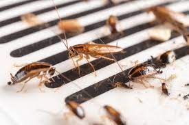 Baby Roaches Hunter Pest Control