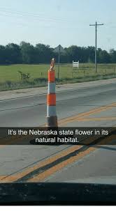 Maybe you would like to learn more about one of these? It S The Nebraska State Flower In Its Natural Habitat Meme On Me Me
