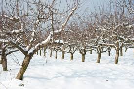 In general, winter fruit tree pruning spurs vigorous growth while summer slows growth down. How To Prune Your Fruit Trees Modern Farmer