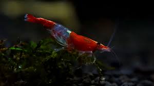 Species Spotlight : Red Rili Shrimp - Flip Aquatics