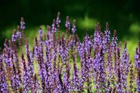 To identify butterfly bushes, check the butterflies flock. Types Of Purple Flowers Plants That Give Stunning Color To Your Garden
