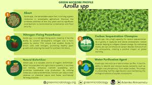 Image result for Azolla