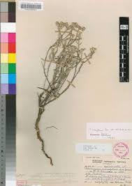 Image result for Helichrysum asperum