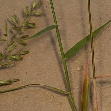 Image result for Schmidtia pappophoroides