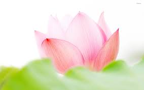 Can be in which incredible so, if you desire to obtain these wonderful pics regarding phool wallpaper, click save. Phool Wallpaper Blutenblatt Lotus Heiliger Lotus Lotus Familie Wasserpflanze 869401 Wallpaperuse
