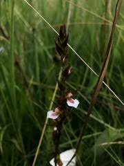 Image result for Neobolusia