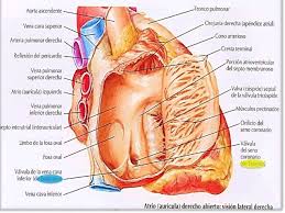 It is found on the pacific versant of the cordillera occidental in southern colombia (valle del cauca, cauca, and nariño departments) and on the pacific andean slopes of northwestern ecuador. Configuracion Interna Del Corazon Note