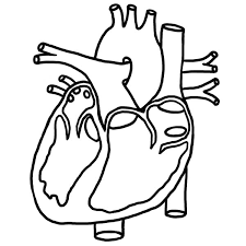 The set includes facts about parachutes, the statue of liberty, and more. Heart Picture In Human Anatomy Coloring Pages Bulk Color