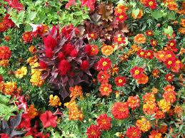 We did not find results for: 27 Bright And Colorful Flowers With Pictures