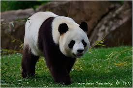 Le Symbolisme Des Animaux Le Blog De Dehondt Christophe Et De Desmets Corinne