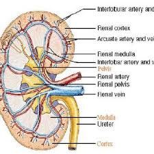 They are dorsal to the renal veins. Showing The Labeled Diagram Of Human Nephron Adapted From Download Scientific Diagram