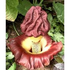 Pin On Fancy Plants