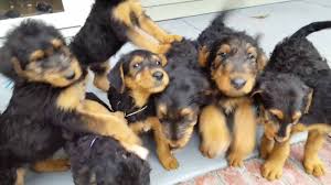 Three females and four males born on november twenty seventh of two. Airedale Terrier Puppies For Sale S S Family Airedales Off Porch Puppies Youtube