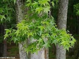 We did not find results for: Sweetgum Liquidambar Styraciflua